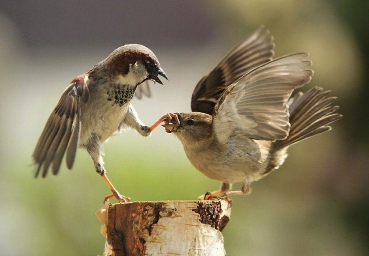 birdfight